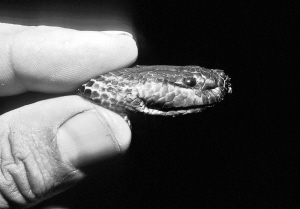 科技时代_印尼发现罕见“变色蛇”