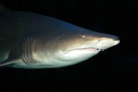 科技时代_最新研究发现鲨鱼鳍和人的手臂具有相同基因