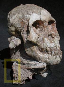 原始人女童化石出土上半身像猿下半身像人 科学探索 科技时代 新浪网