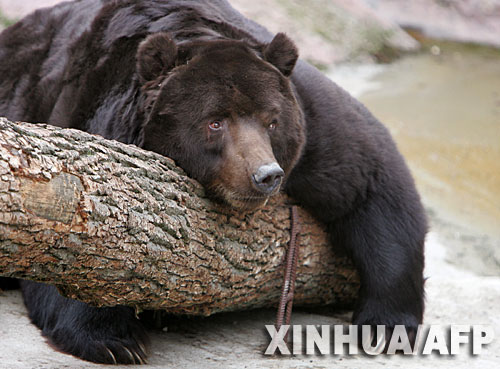 科技时代_图文：莫斯科暖冬导致棕熊不能冬眠