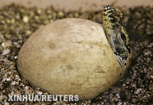 科技时代_组图：单性生殖孵出的小科莫多巨蜥亮相
