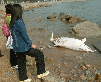 科技时代_台湾民间团体呼吁抢救中华白海豚(组图)