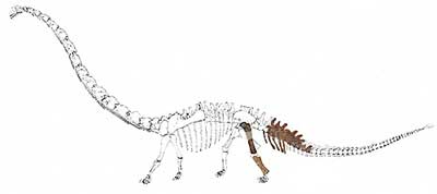 科技时代_西南最大白垩纪 恐龙化石现身黔江(图)