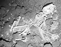 澳洲新发现8种古袋鼠化石(图)_科学探索