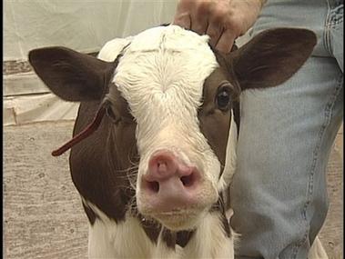 美国牧场主喜得小牛犊 竟长有两对鼻孔(图)_科