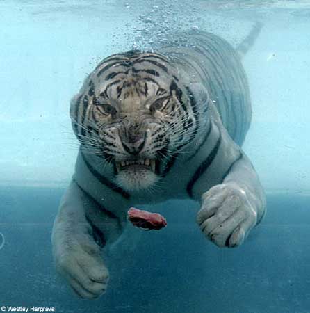美国白虎喜欢游泳 泳姿堪比北极熊(图)