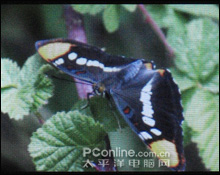 ǿԼ۱SandiskMP3e260