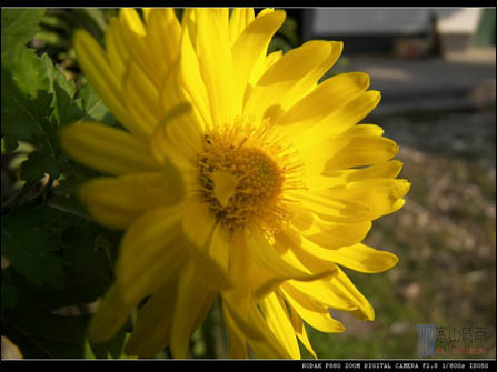 ҸPK24mmǿ´P880͹Լ۱(2)
