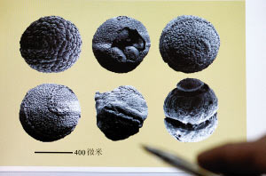 科技时代_贵州发现约6亿年前胚胎化石