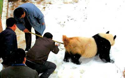 首次为大熊猫采取无麻醉人工授精