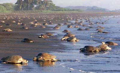 哥斯达黎加数千海龟海滩产卵(组图)_科学探索