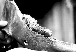 成都发现一距今20万年前的野牛左下颚骨化石