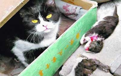 老鼠逞凶造血案咬死猫"猫鼠法则"遭颠覆