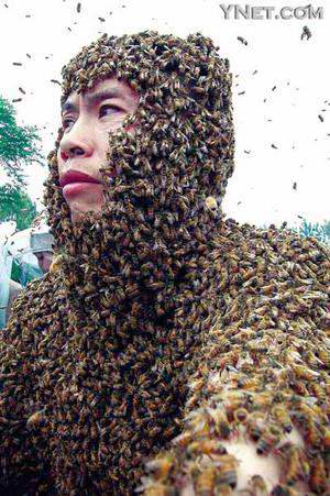 中华蜜蜂迅速消亡之谜破解 被洋蜂杀死_科学