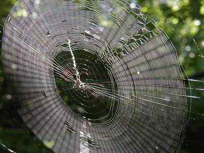 蜘蛛织网的秘密:它们为何要织如此规则的网