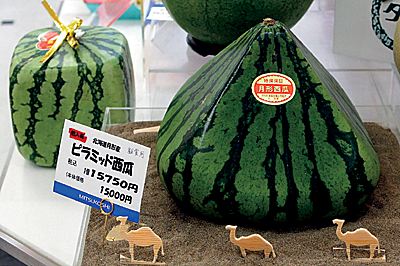 日本人培育出各种形状的西瓜(图)