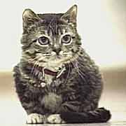 小猫体仅有3磅重 已经入选吉尼斯纪录(图)