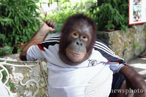 动物避暑:黑猩猩穿上足球服树下乘凉