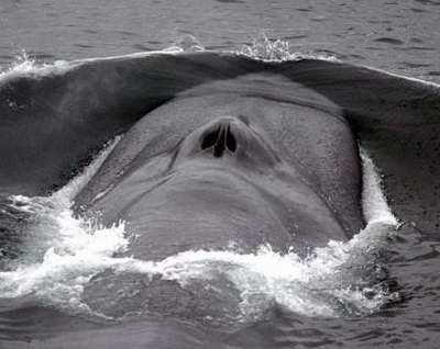 世界最大的动物蓝鲸再现阿拉斯加海域(图)_科