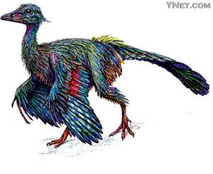 始祖鸟是最原始的鸟类 研究证实确实会飞(图)_