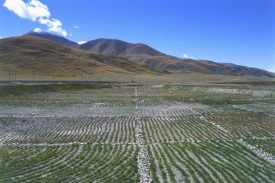 图文:高寒草甸植被恢复试验点的试验地块