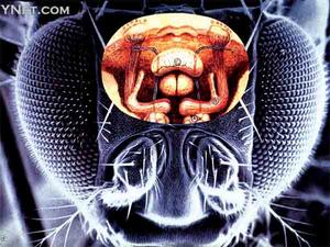 果蝇的视觉模式识别具有视网膜位置不变性_科