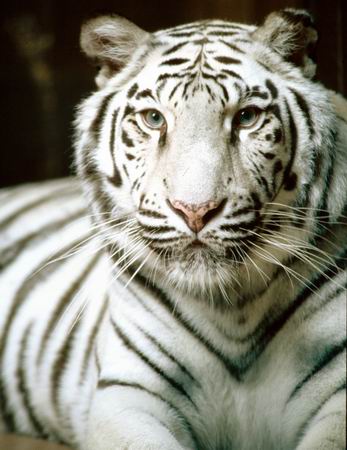 巴厘虎   30年代绝种   爪哇虎   绝种    特征    不同种类的老虎