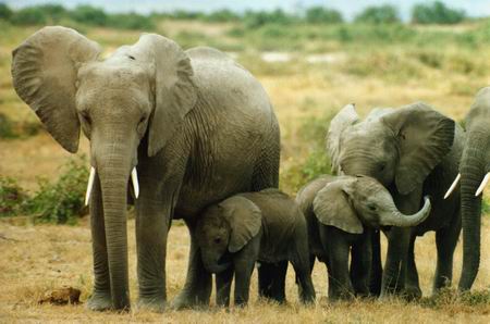 动物写真:濒危动物亚洲象和非洲象