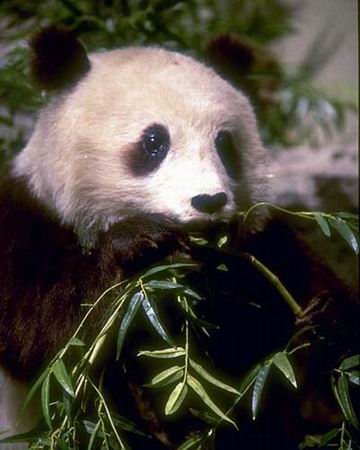 动物写真:中国特产大熊猫_科学探索