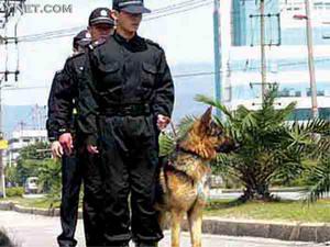 公安部警犬培训基地,警犬进行场地缉毒,汽车缉毒等精彩表演 供图