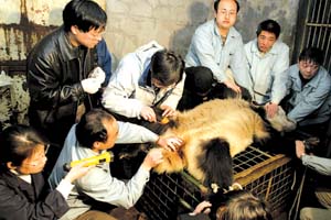 吉妮是北京动物园的一只11岁的雌性熊猫