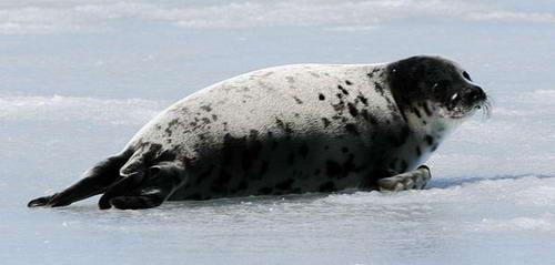 国际善待动物组织抗议加拿大捕杀海豹(组图)