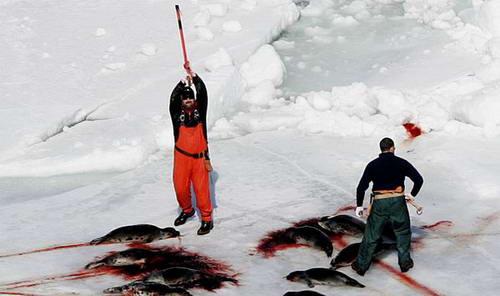 国际善待动物组织成员抗议捕杀海豹(组图)(2)