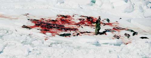 国际善待动物组织成员抗议捕杀海豹(组图)(2)