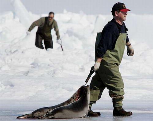 国际善待动物组织成员抗议捕杀海豹(组图)(3)