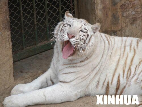 组图：南京动物园珍稀白虎添新丁产下5胞胎