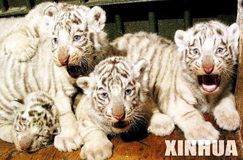 组图：南京动物园珍稀白虎添新丁产下5胞胎