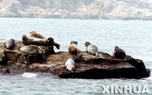 组图：海豹群现身渤海湾庙岛群岛附近水域