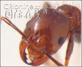 в̬ϵͳ֡(ͼ)