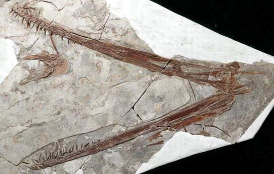 辽西发现新翼龙化石 白垩纪何等兴盛(组图)(2)