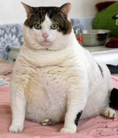 组图：青岛一只超级肥猫腰围2尺3寸体重30斤