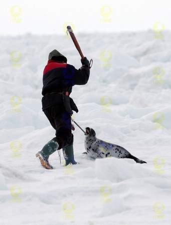 加拿大继续猎杀琴海豹幼仔遭环保组织抗议