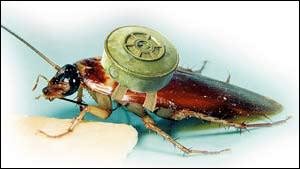 美国训练昆虫武器：蟑螂可能成爆破手(组图)