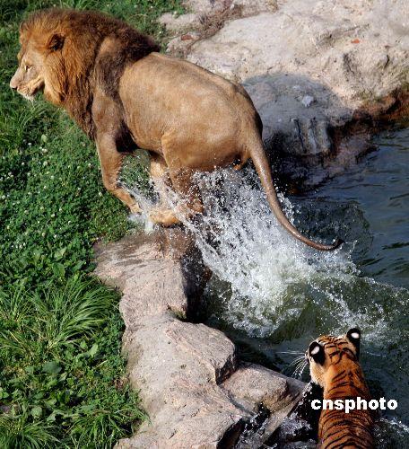 动物园现罕见非洲狮和东北虎同池嬉戏场面(图
