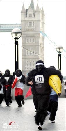 组图：英国举办大猩猩跑步比赛为动物筹款