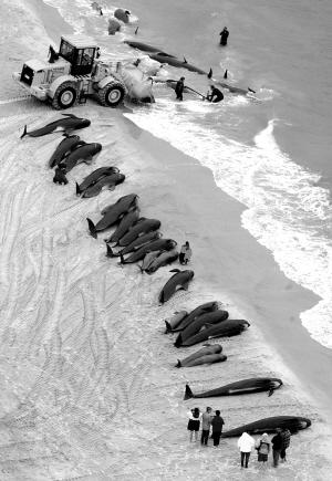 77条巨头鲸搁浅新西兰海滩40条获救