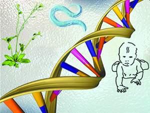 第一号染色体基因测序图完成人类基因组计划画