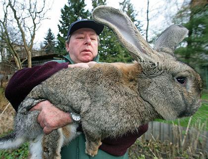 德国老人培育超级兔子体大如犬(组图)