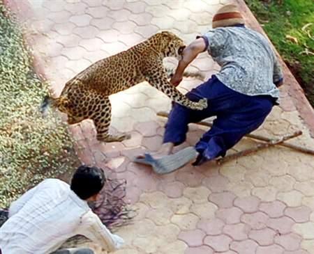 印度豹子发狂咬伤4人被居民乱棍打死(组图)