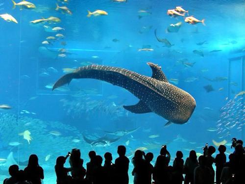 世界最大水族馆：可观魔鬼鱼等2万只鱼(图)